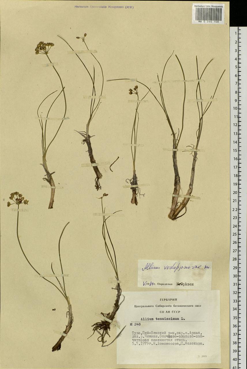 Allium vodopjanovae N.Friesen, Siberia, Altai & Sayany Mountains (S2) (Russia)
