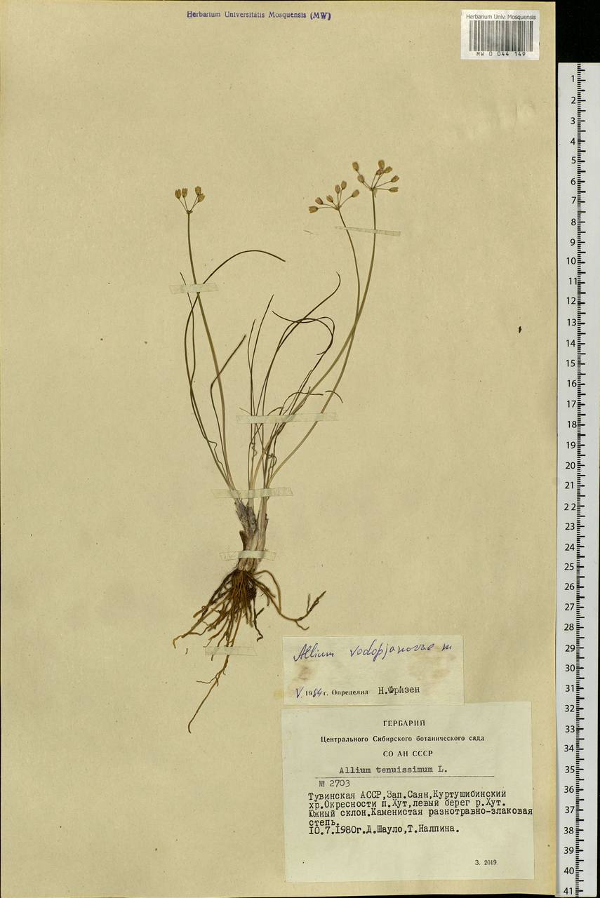 Allium vodopjanovae N.Friesen, Siberia, Altai & Sayany Mountains (S2) (Russia)