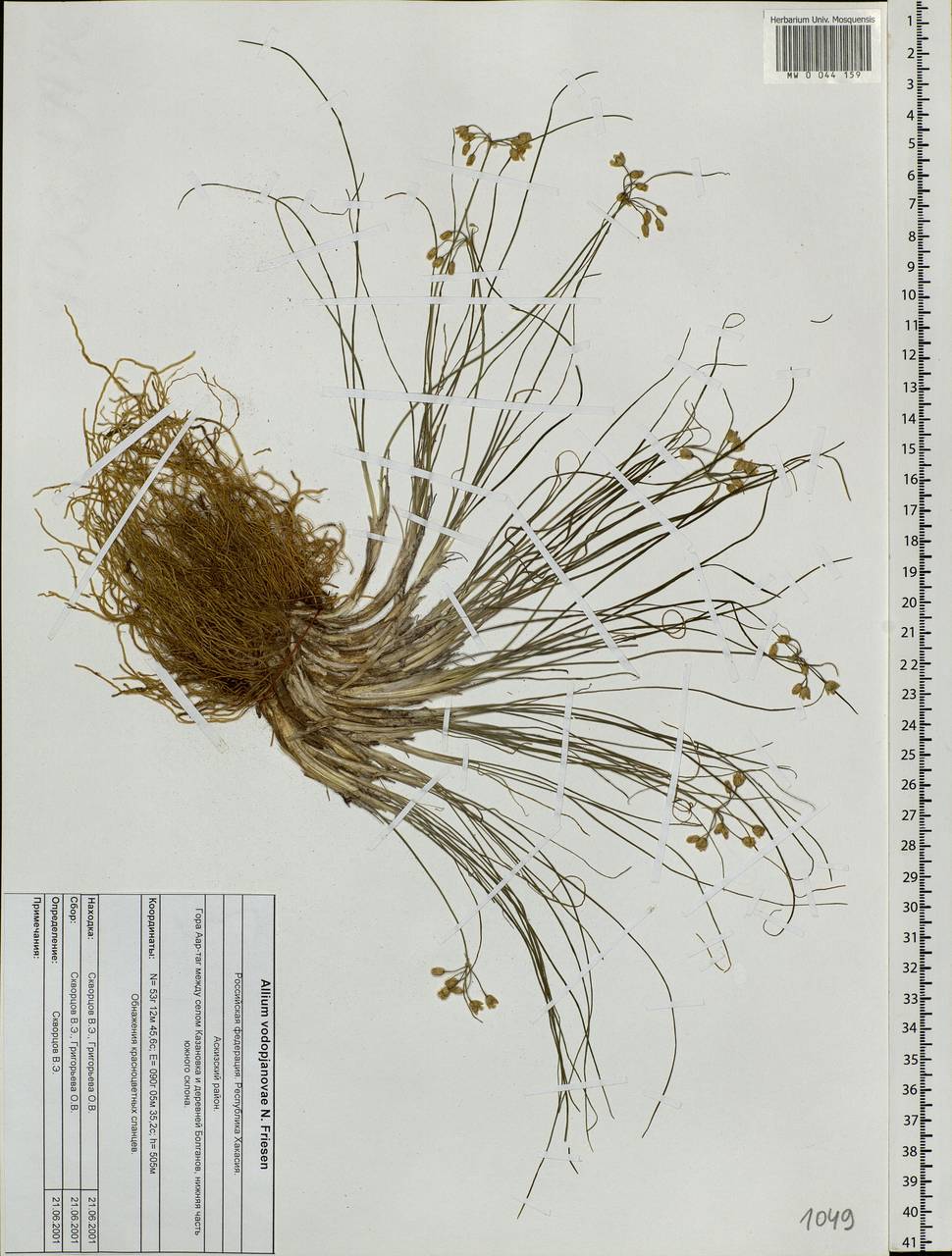 Allium vodopjanovae N.Friesen, Siberia, Altai & Sayany Mountains (S2) (Russia)