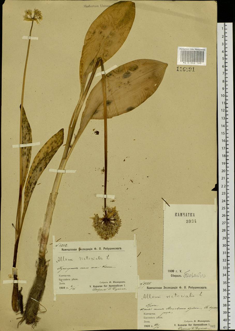 Allium ochotense Prokh., Siberia, Chukotka & Kamchatka (S7) (Russia)