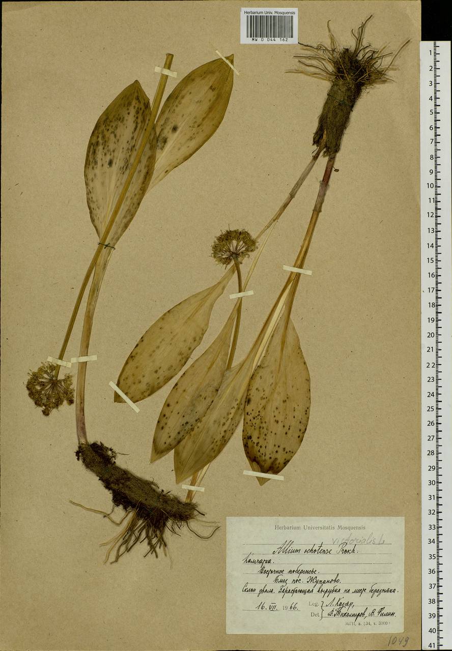 Allium ochotense Prokh., Siberia, Chukotka & Kamchatka (S7) (Russia)