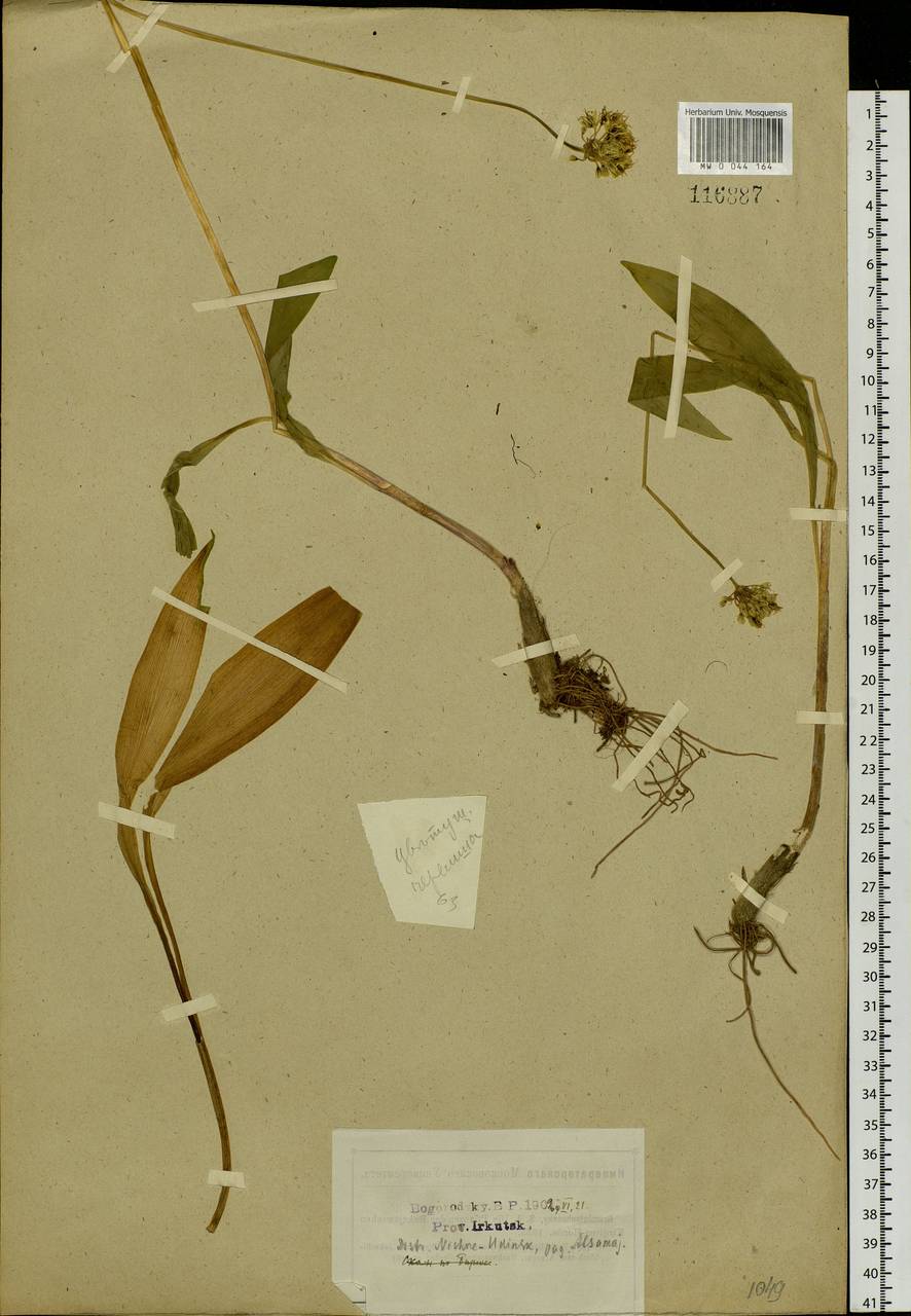 Allium microdictyon Prokh., Siberia, Baikal & Transbaikal region (S4) (Russia)