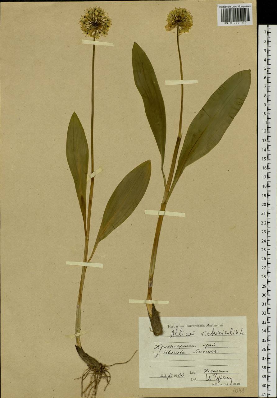 Allium microdictyon Prokh., Siberia, Central Siberia (S3) (Russia)