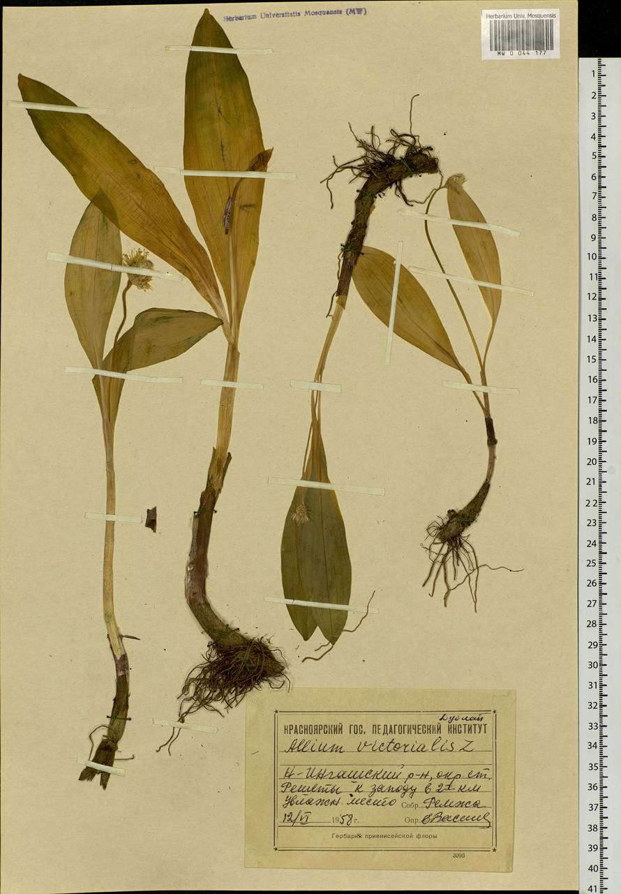 Allium microdictyon Prokh., Siberia, Central Siberia (S3) (Russia)