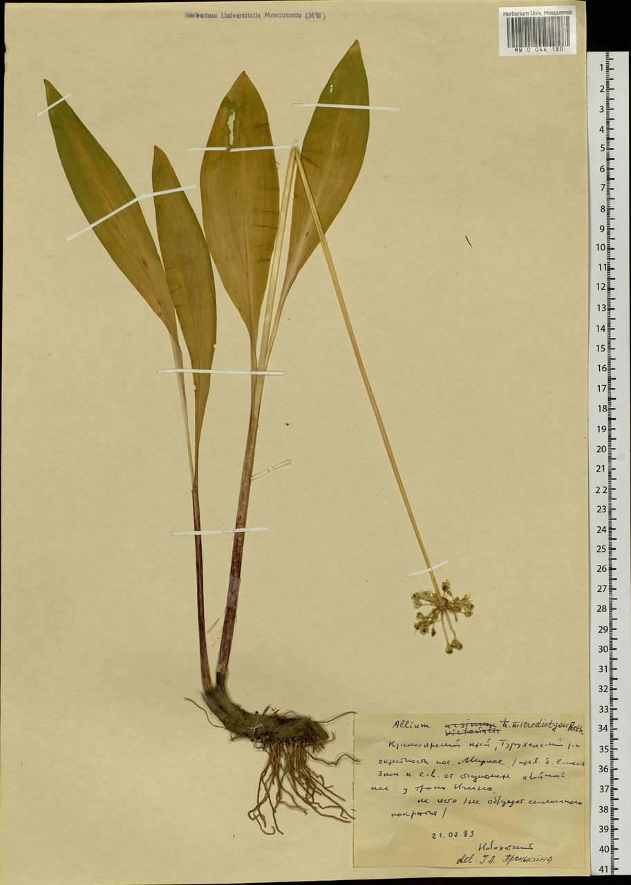 Allium microdictyon Prokh., Siberia, Central Siberia (S3) (Russia)
