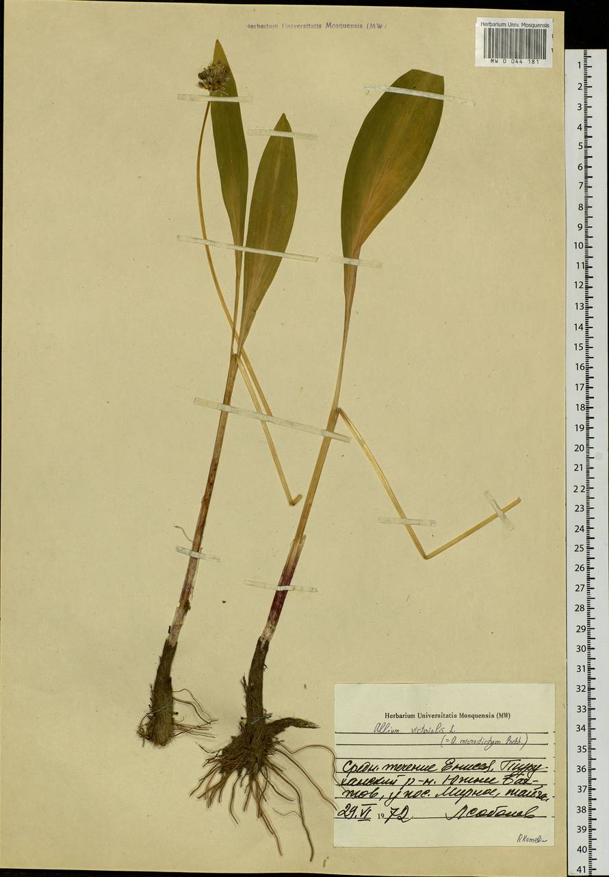 Allium microdictyon Prokh., Siberia, Central Siberia (S3) (Russia)