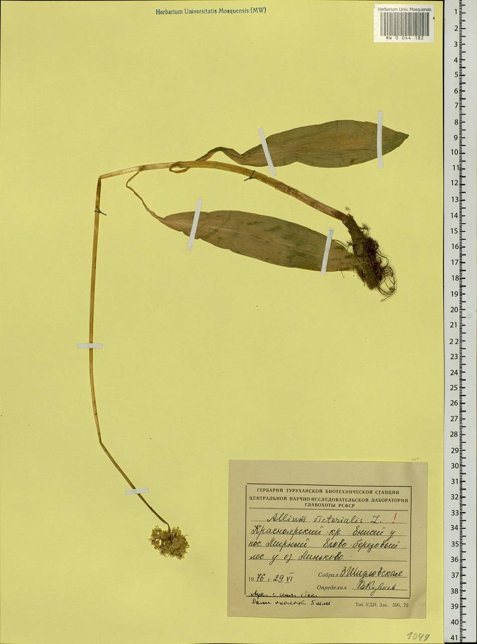 Allium microdictyon Prokh., Siberia, Central Siberia (S3) (Russia)