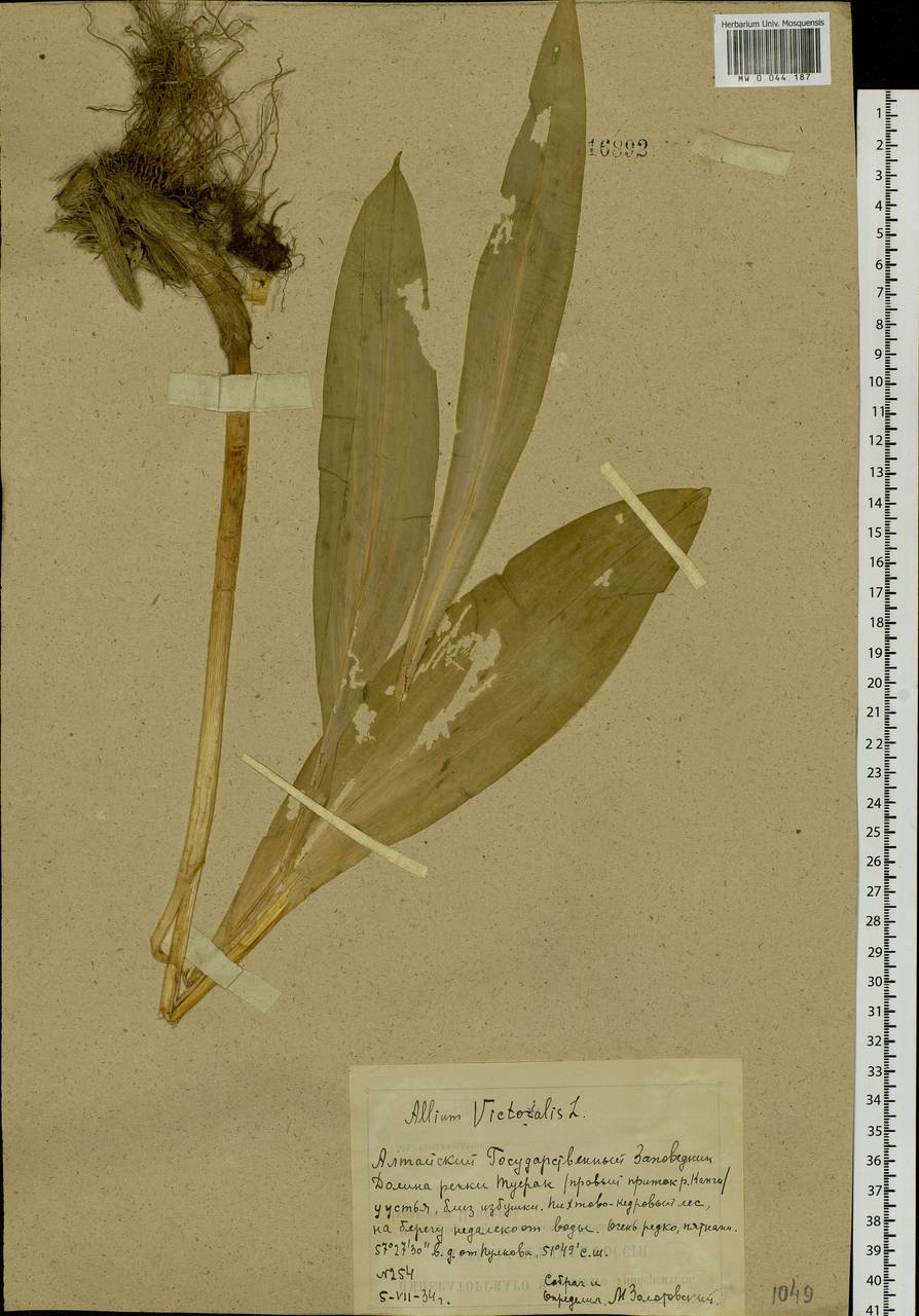 Allium microdictyon Prokh., Siberia, Altai & Sayany Mountains (S2) (Russia)