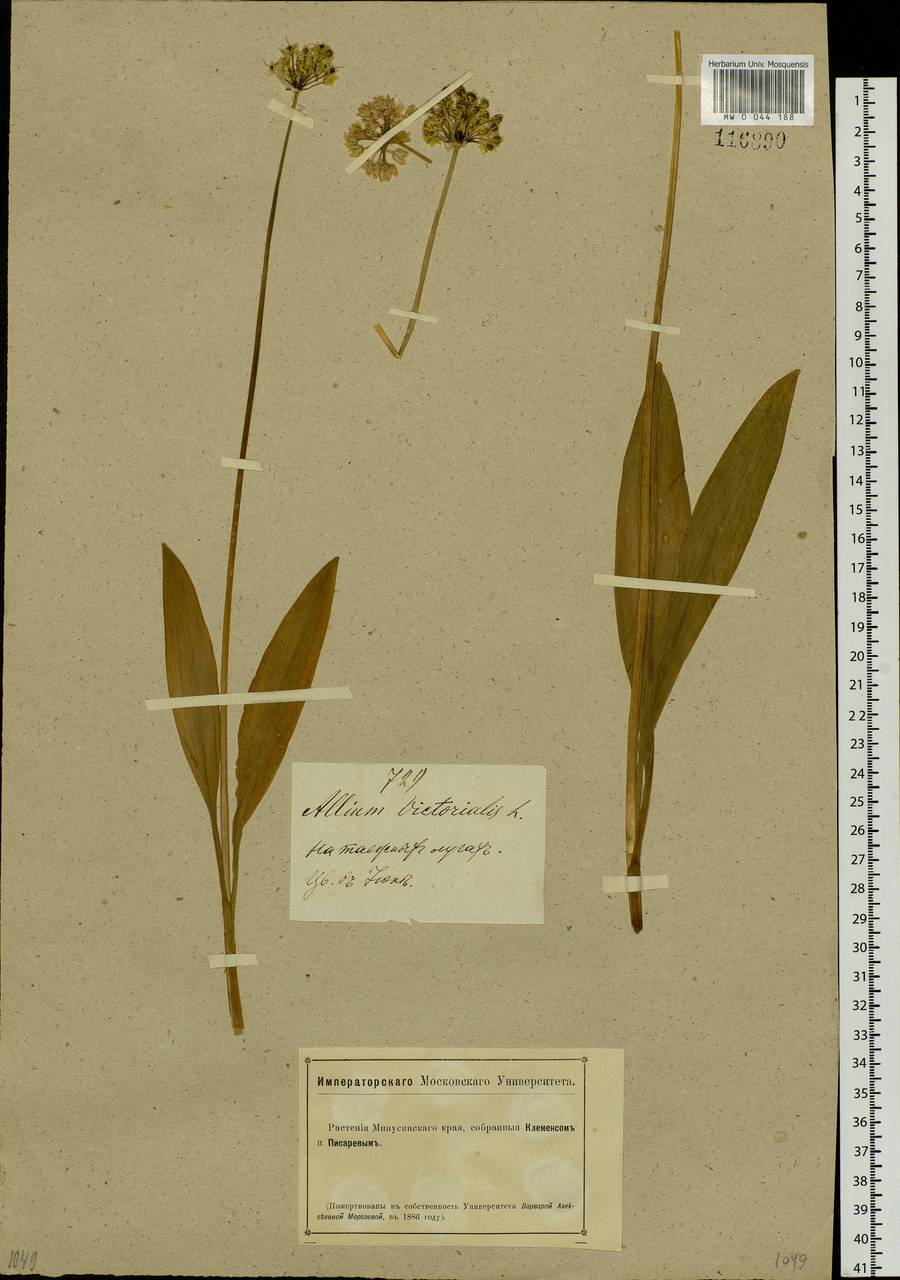 Allium microdictyon Prokh., Siberia, Altai & Sayany Mountains (S2) (Russia)