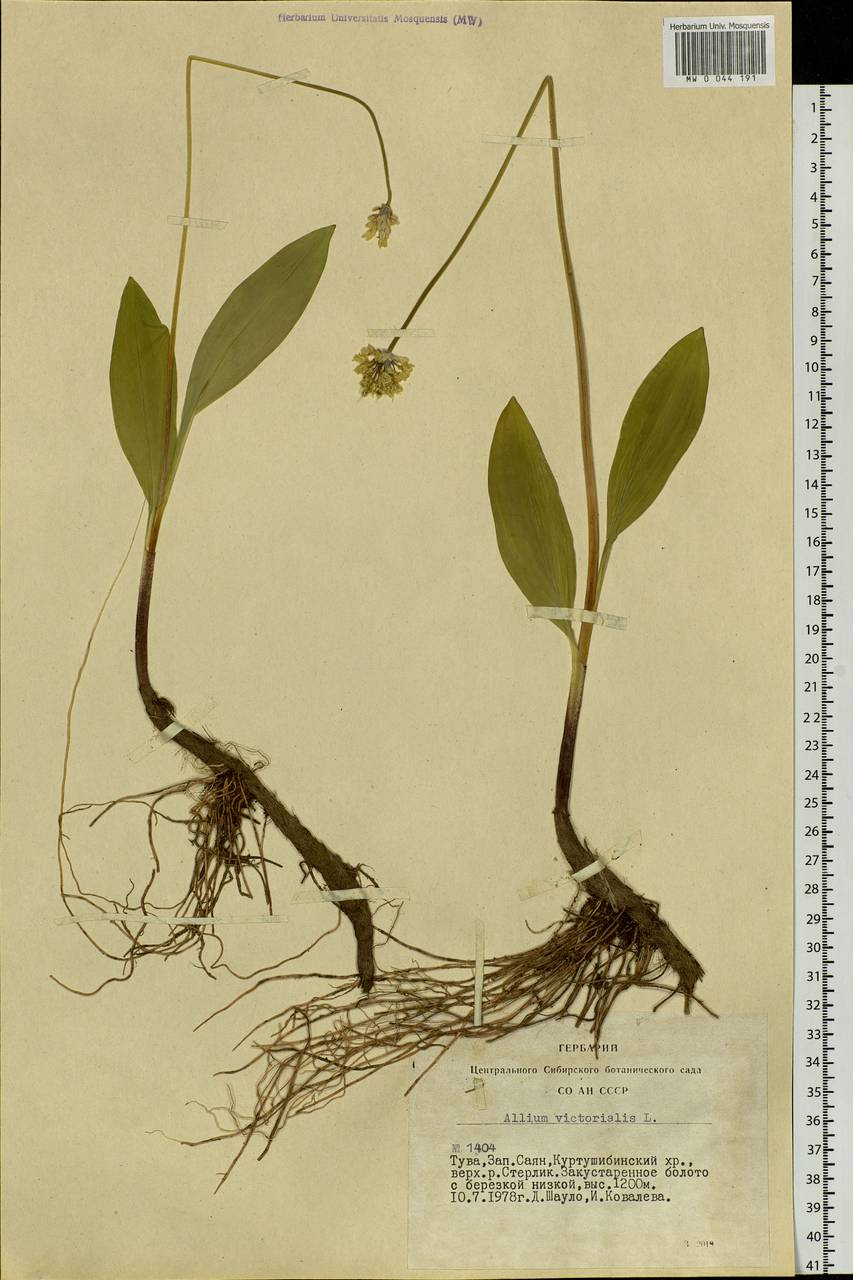 Allium microdictyon Prokh., Siberia, Altai & Sayany Mountains (S2) (Russia)