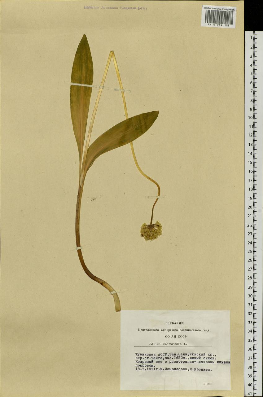 Allium microdictyon Prokh., Siberia, Altai & Sayany Mountains (S2) (Russia)