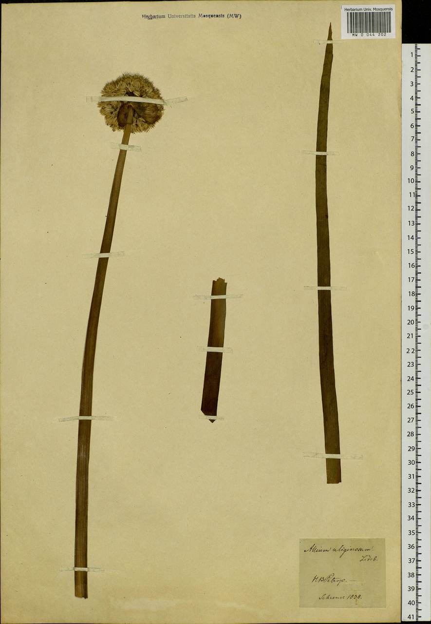 Allium tuberosum Rottler ex Spreng., Siberia (no precise locality) (S0) (Russia)