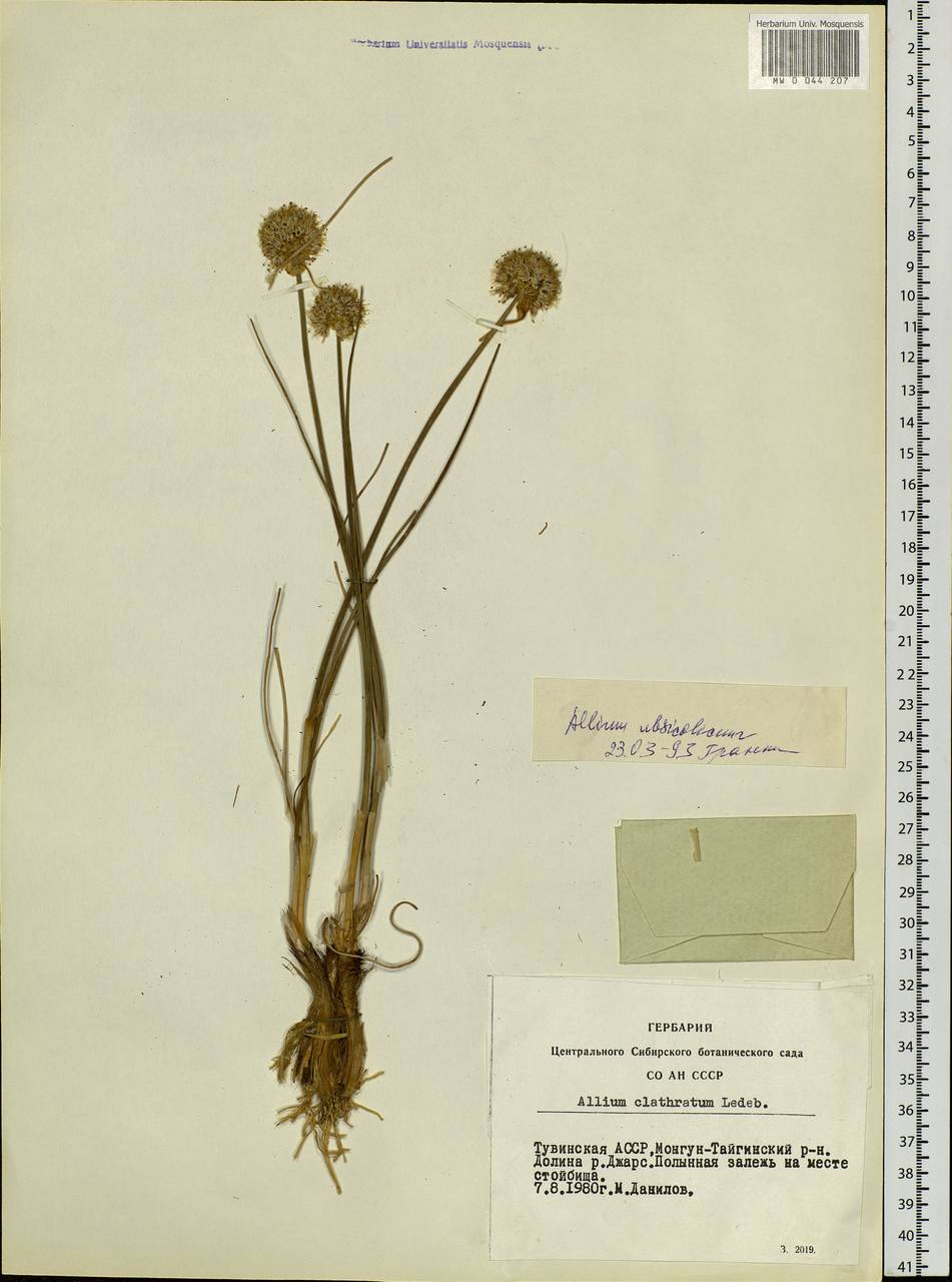 Allium ubsicola Regel, Siberia, Altai & Sayany Mountains (S2) (Russia)