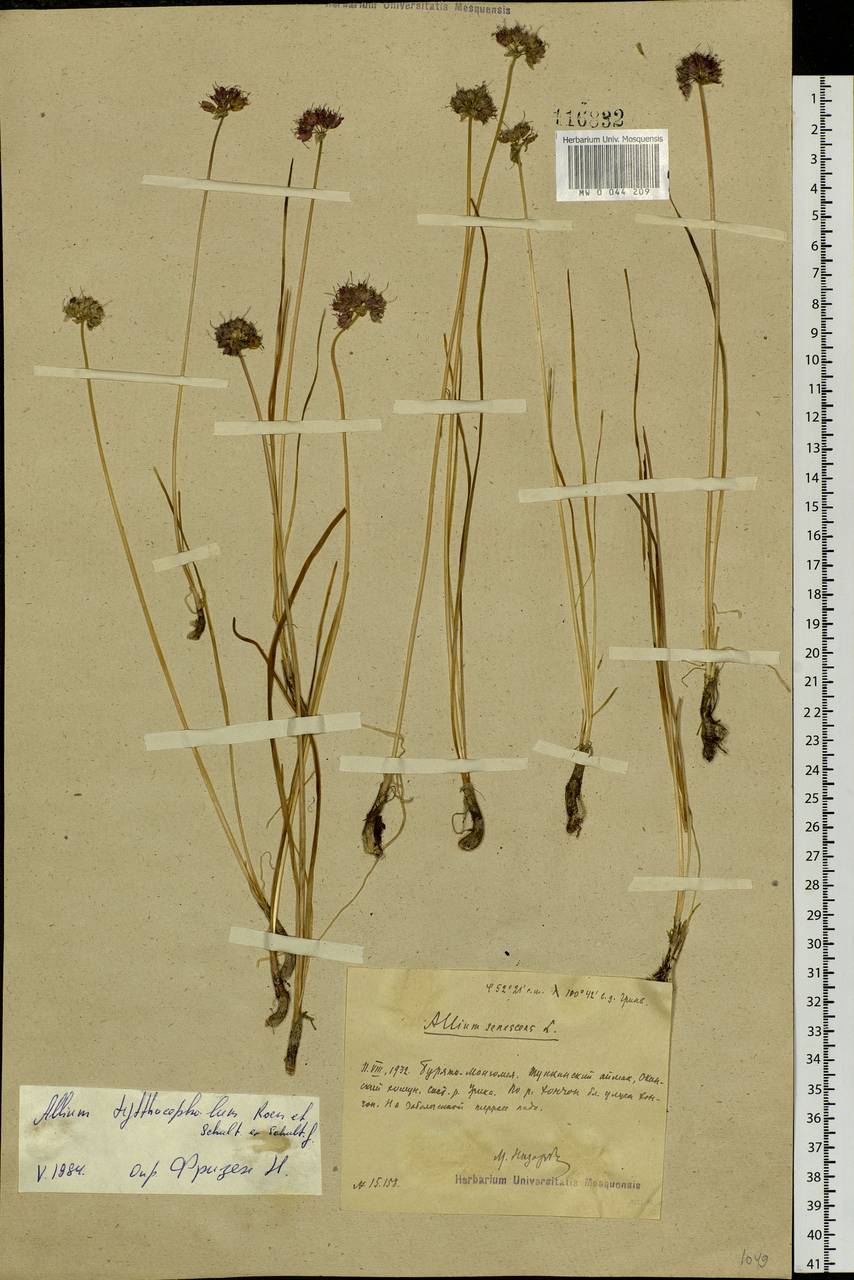 Allium tytthocephalum Schult. & Schult.f., Siberia, Baikal & Transbaikal region (S4) (Russia)