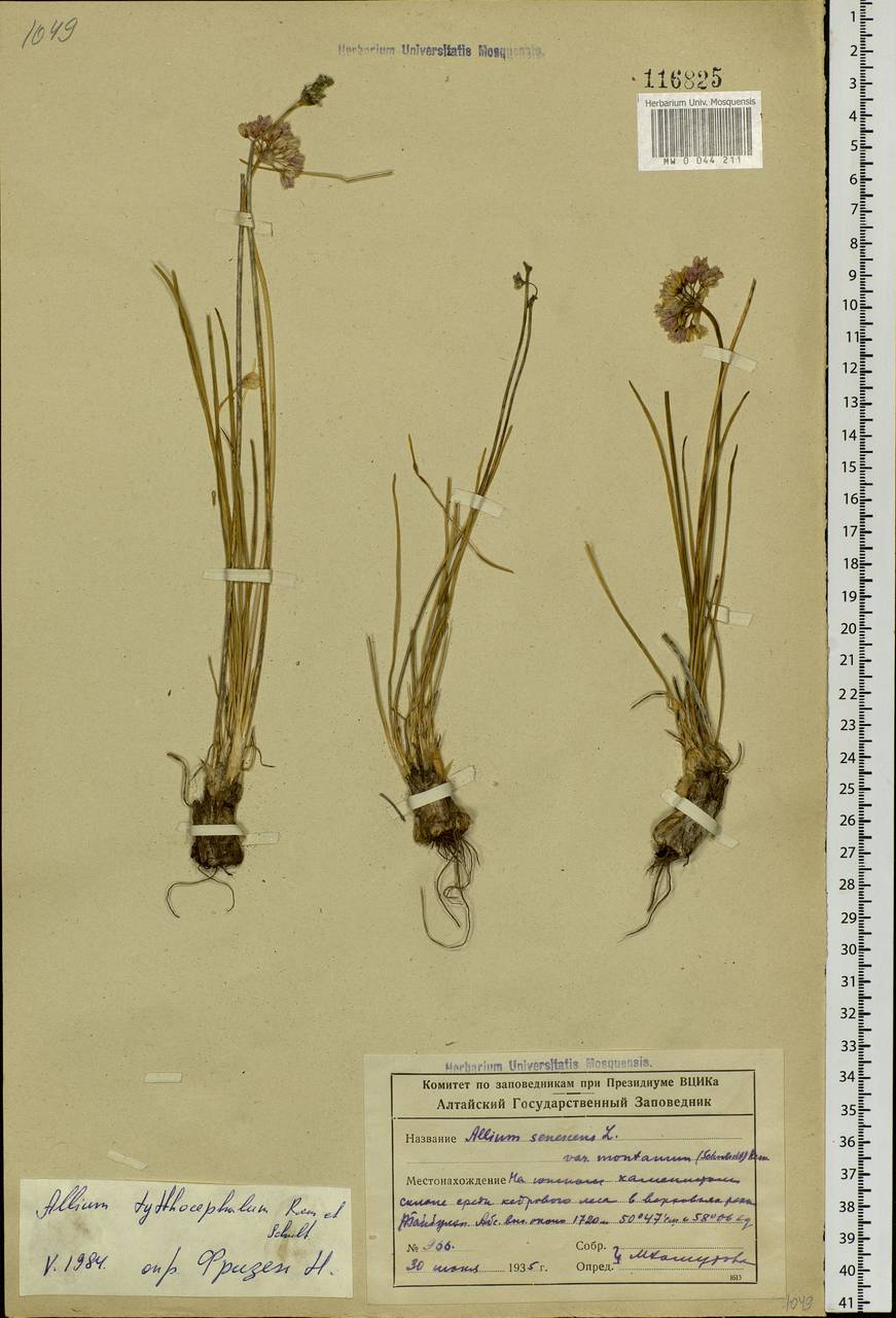 Allium tytthocephalum Schult. & Schult.f., Siberia, Altai & Sayany Mountains (S2) (Russia)