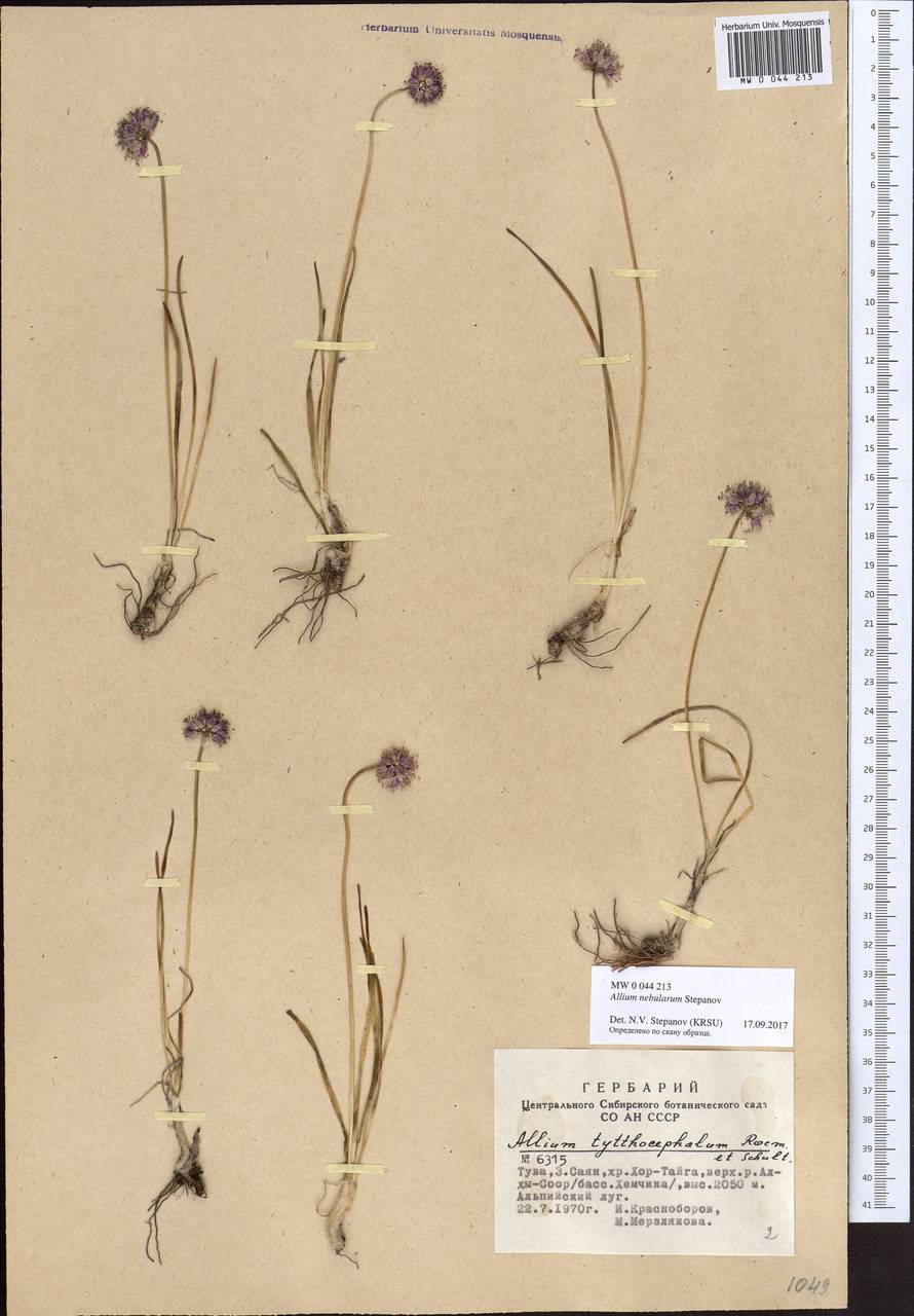 Allium nebularum Stepanov, Siberia, Altai & Sayany Mountains (S2) (Russia)