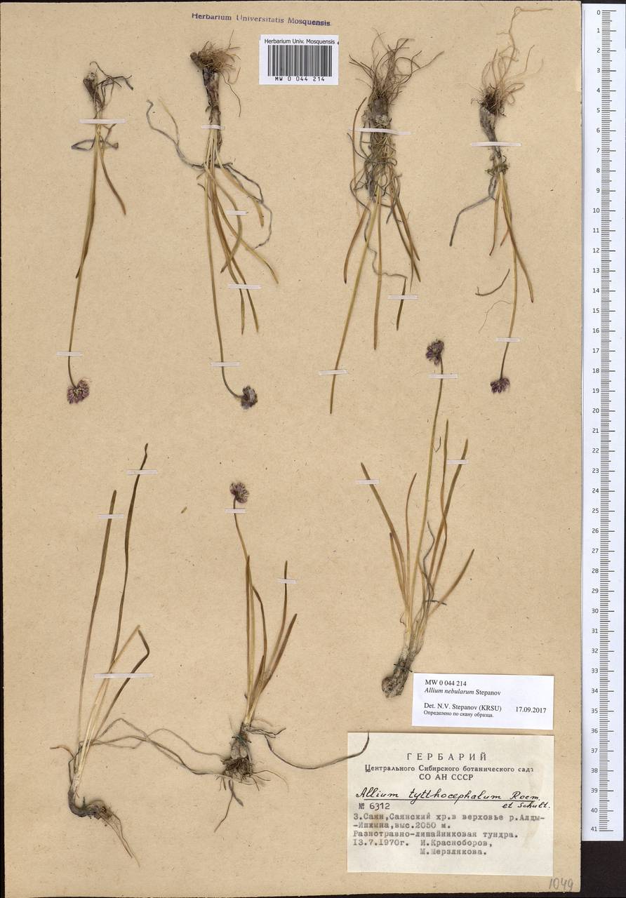 Allium nebularum Stepanov, Siberia, Altai & Sayany Mountains (S2) (Russia)