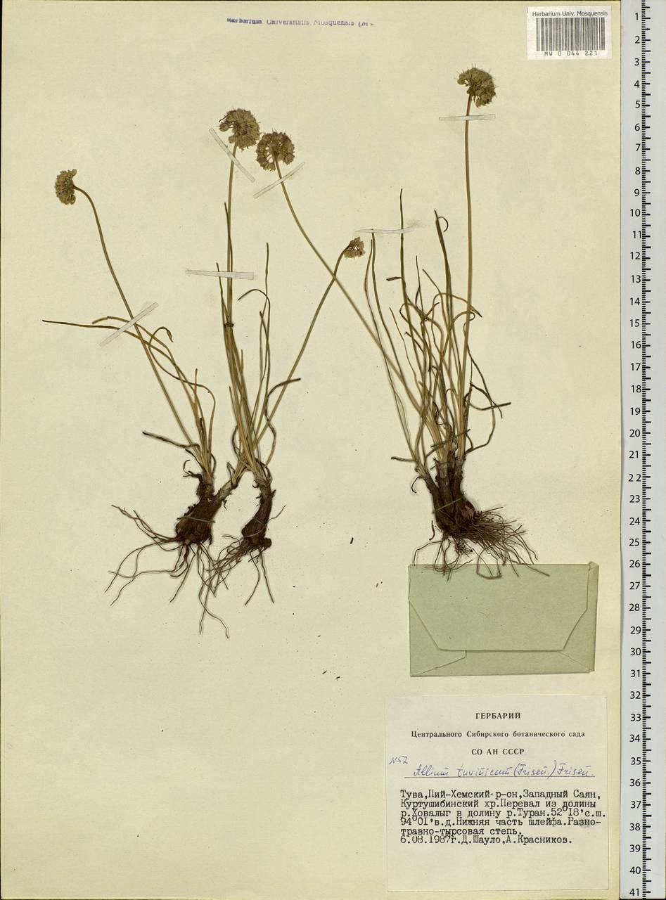 Allium tuvinicum (N.Friesen) N.Friesen, Siberia, Altai & Sayany Mountains (S2) (Russia)