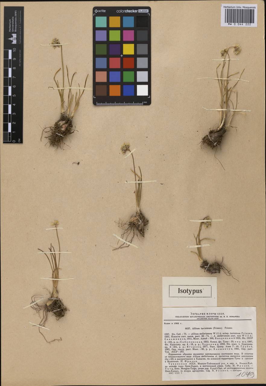 Allium tuvinicum (N.Friesen) N.Friesen, Siberia, Altai & Sayany Mountains (S2) (Russia)