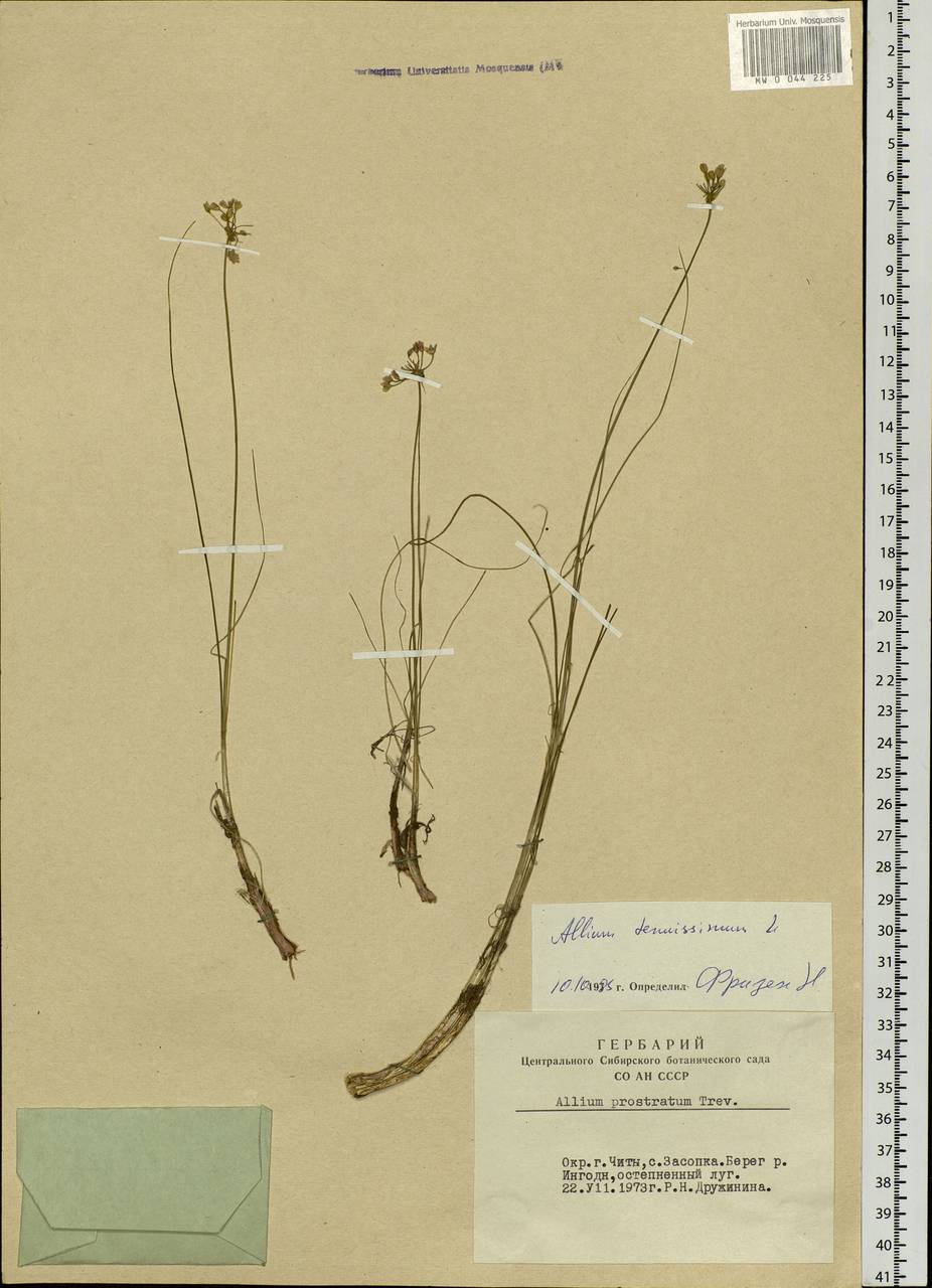 Allium tenuissimum L., Siberia, Baikal & Transbaikal region (S4) (Russia)