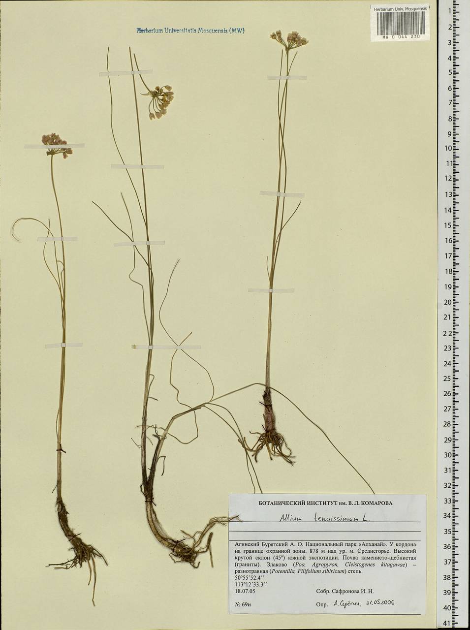 Allium tenuissimum L., Siberia, Baikal & Transbaikal region (S4) (Russia)