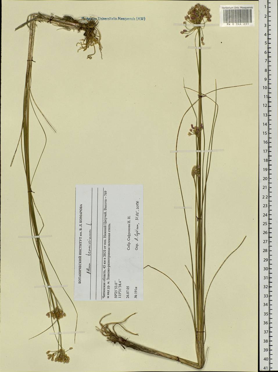 Allium tenuissimum L., Siberia, Baikal & Transbaikal region (S4) (Russia)