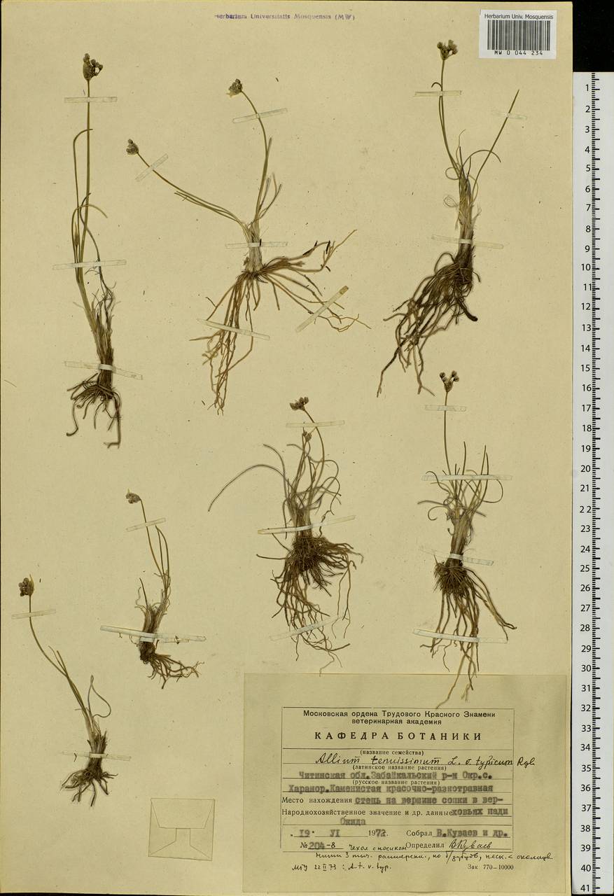 Allium tenuissimum L., Siberia, Baikal & Transbaikal region (S4) (Russia)