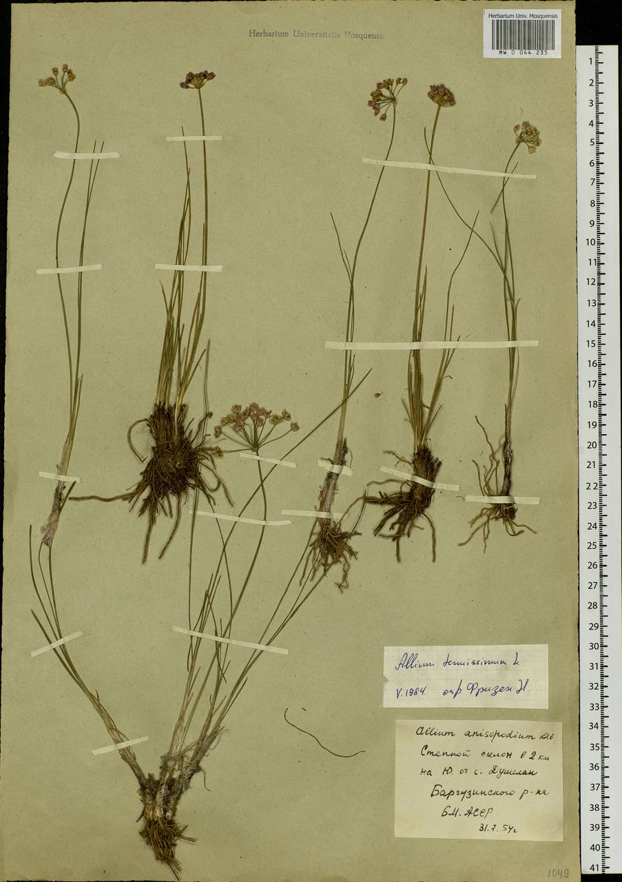 Allium tenuissimum L., Siberia, Baikal & Transbaikal region (S4) (Russia)