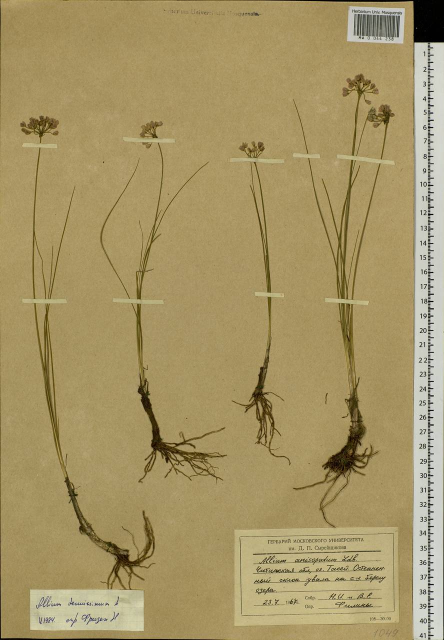 Allium tenuissimum L., Siberia, Baikal & Transbaikal region (S4) (Russia)