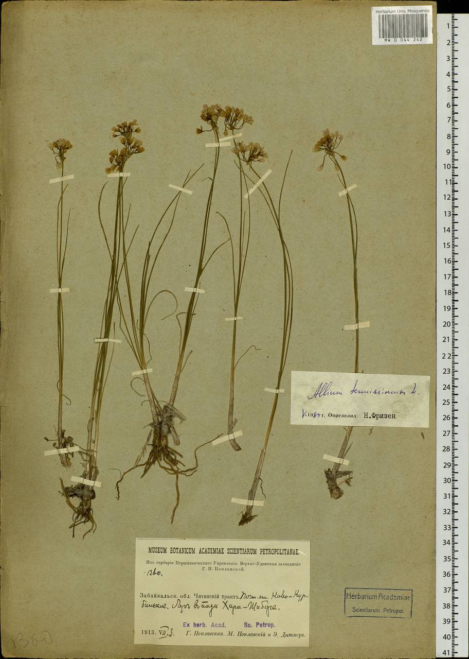 Allium tenuissimum L., Siberia, Baikal & Transbaikal region (S4) (Russia)