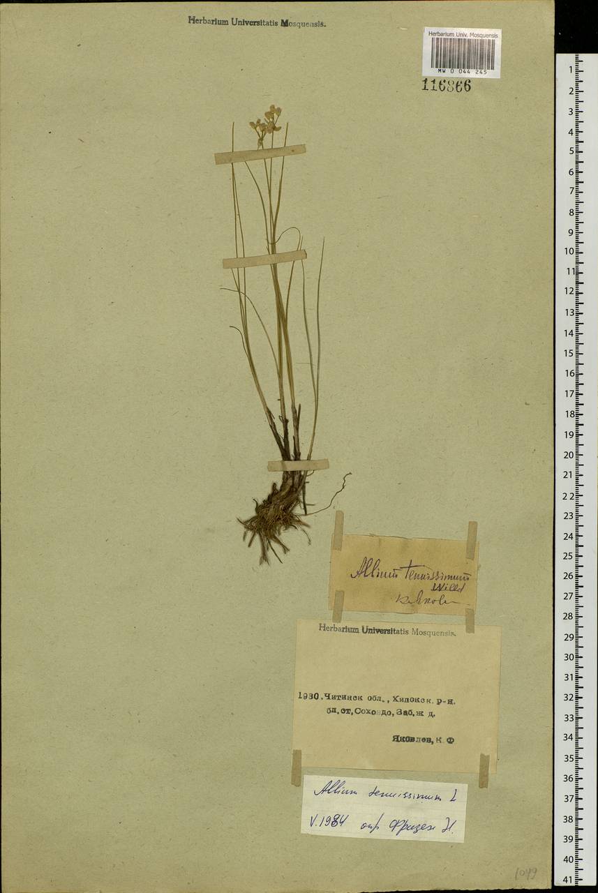 Allium tenuissimum L., Siberia, Baikal & Transbaikal region (S4) (Russia)