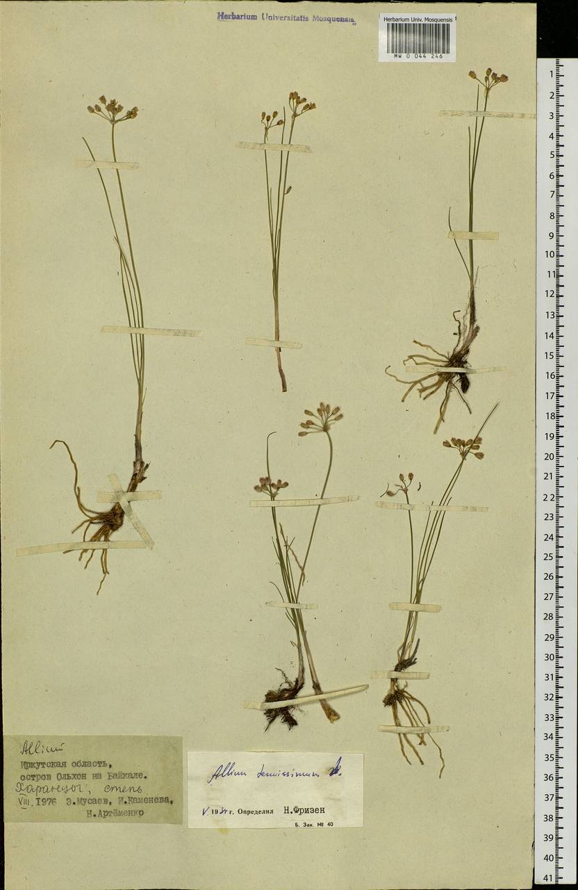 Allium tenuissimum L., Siberia, Baikal & Transbaikal region (S4) (Russia)