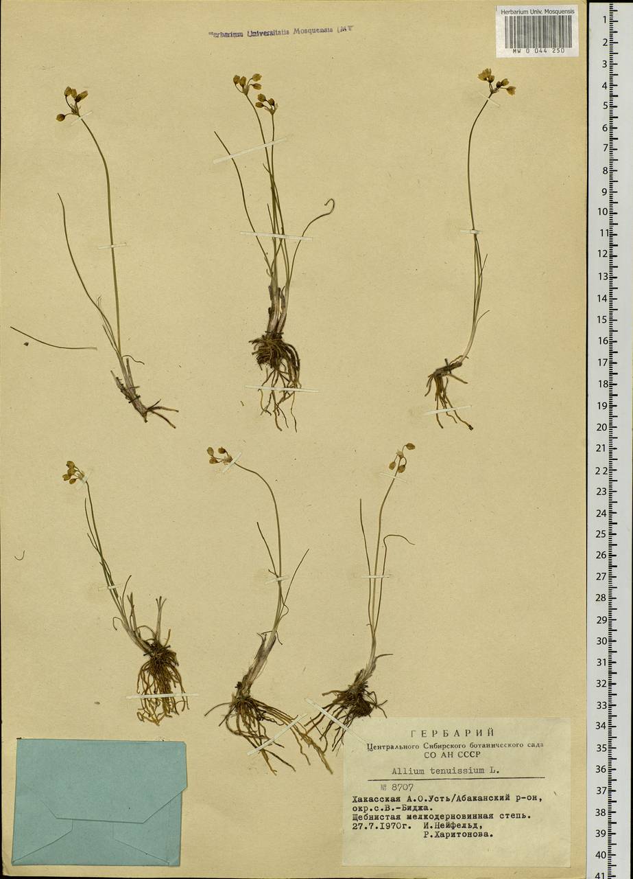 Allium tenuissimum L., Siberia, Altai & Sayany Mountains (S2) (Russia)