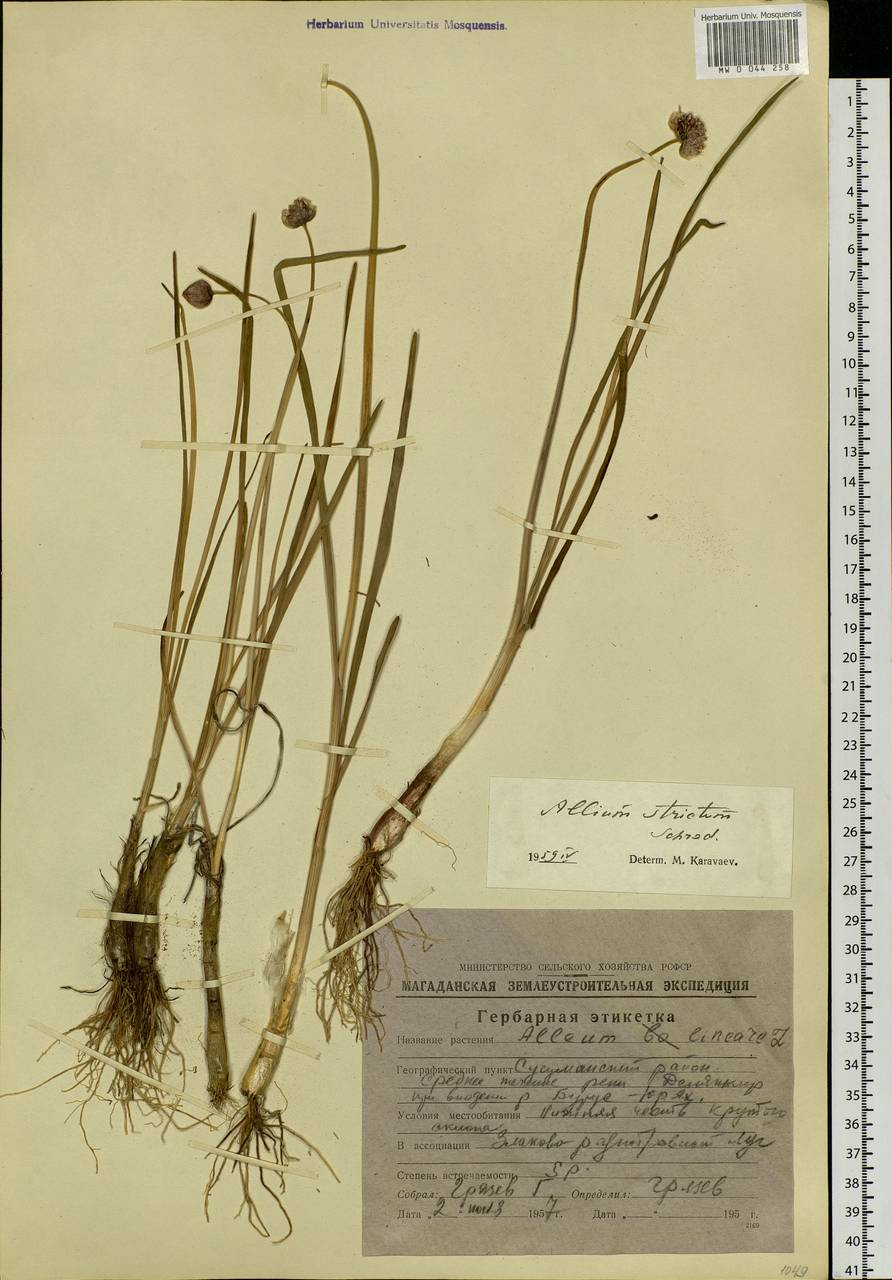 Allium strictum Schrad., Siberia, Chukotka & Kamchatka (S7) (Russia)