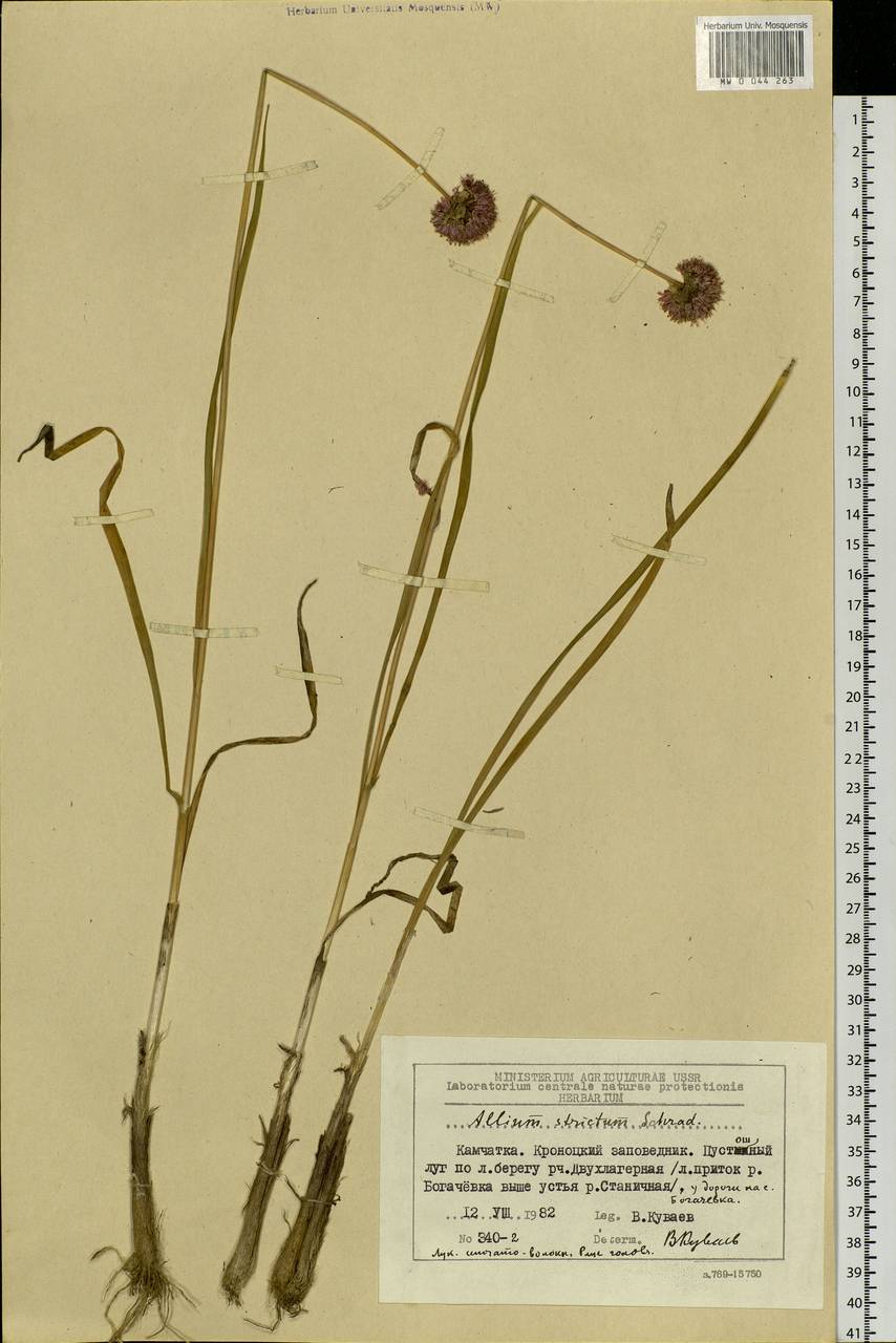 Allium strictum Schrad., Siberia, Chukotka & Kamchatka (S7) (Russia)