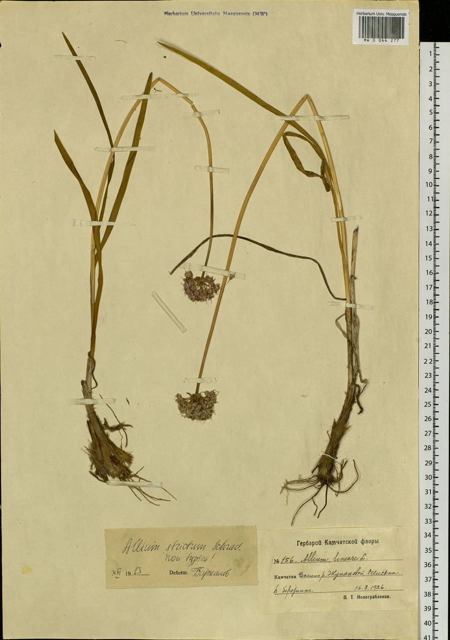 Allium strictum Schrad., Siberia, Chukotka & Kamchatka (S7) (Russia)