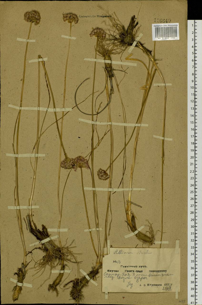 Allium strictum Schrad., Siberia, Yakutia (S5) (Russia)