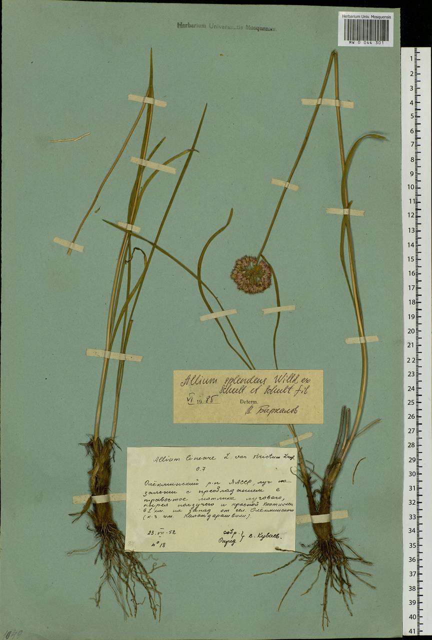 Allium strictum Schrad., Siberia, Yakutia (S5) (Russia)