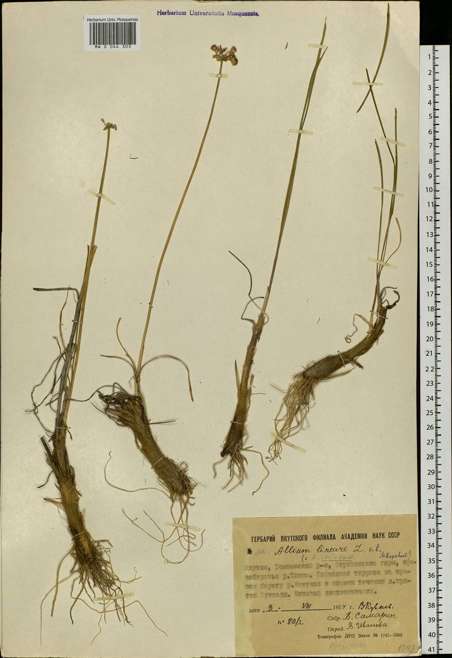 Allium strictum Schrad., Siberia, Yakutia (S5) (Russia)