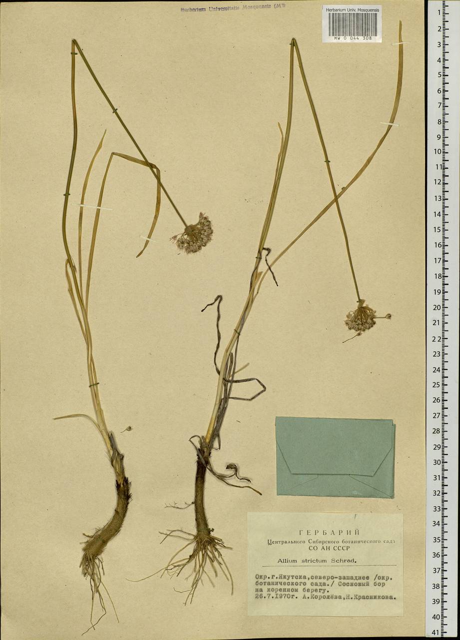 Allium strictum Schrad., Siberia, Yakutia (S5) (Russia)