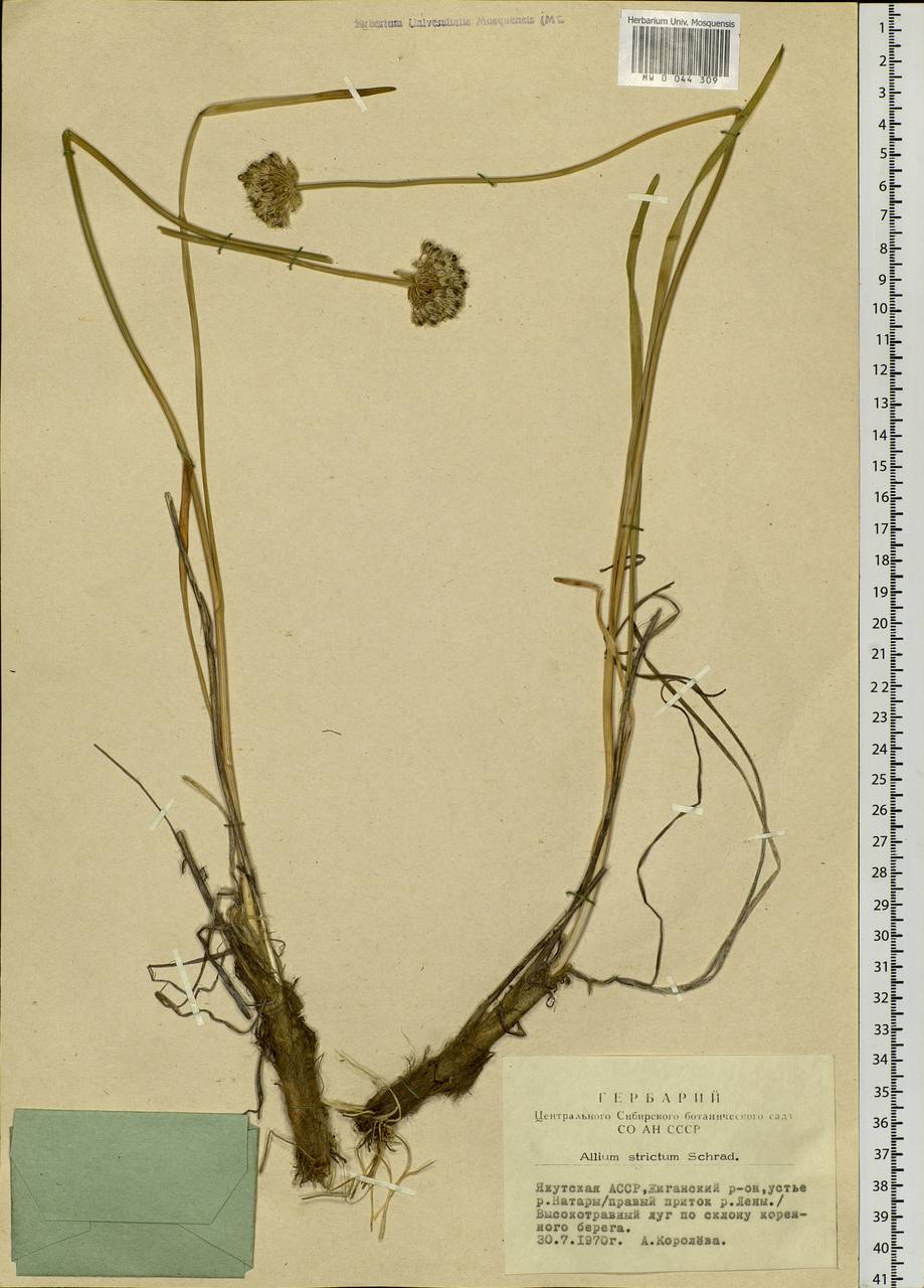 Allium strictum Schrad., Siberia, Yakutia (S5) (Russia)