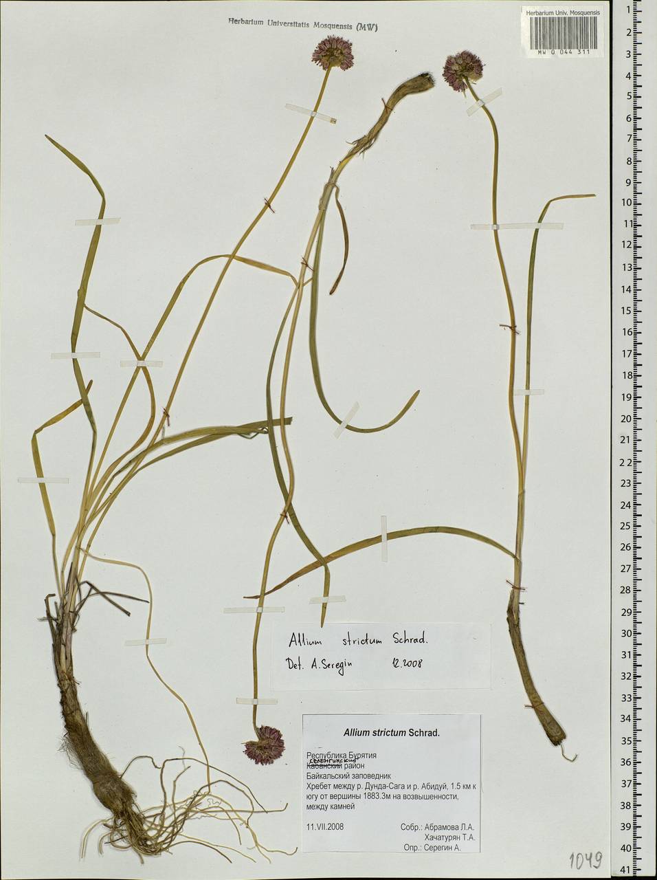 Allium strictum Schrad., Siberia, Baikal & Transbaikal region (S4) (Russia)