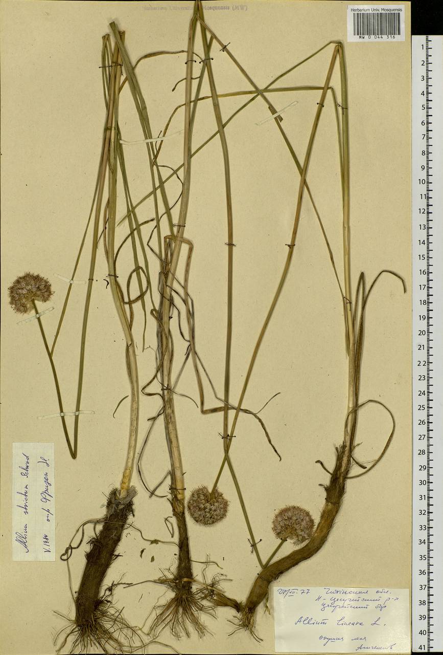 Allium strictum Schrad., Siberia, Baikal & Transbaikal region (S4) (Russia)
