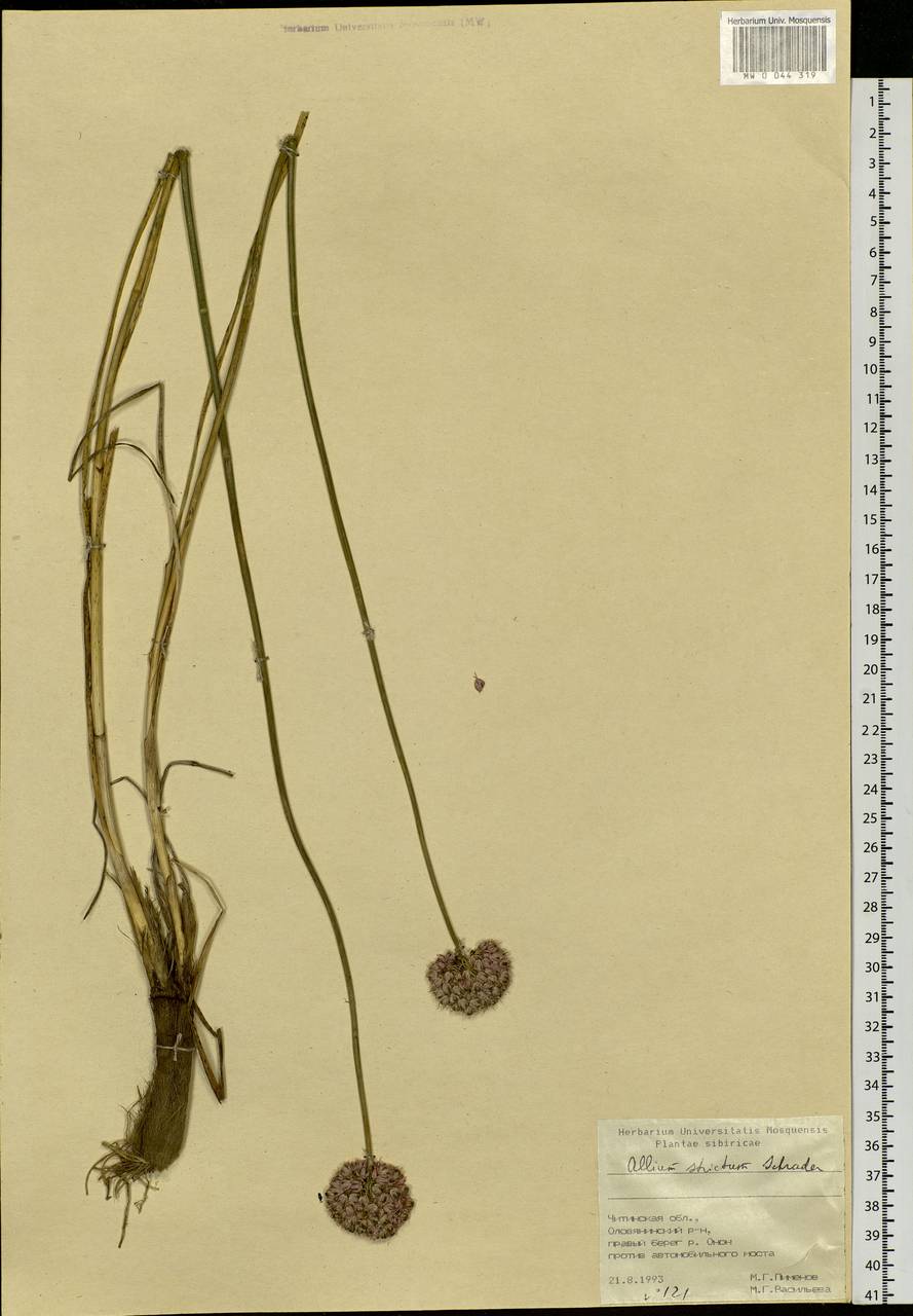 Allium strictum Schrad., Siberia, Baikal & Transbaikal region (S4) (Russia)