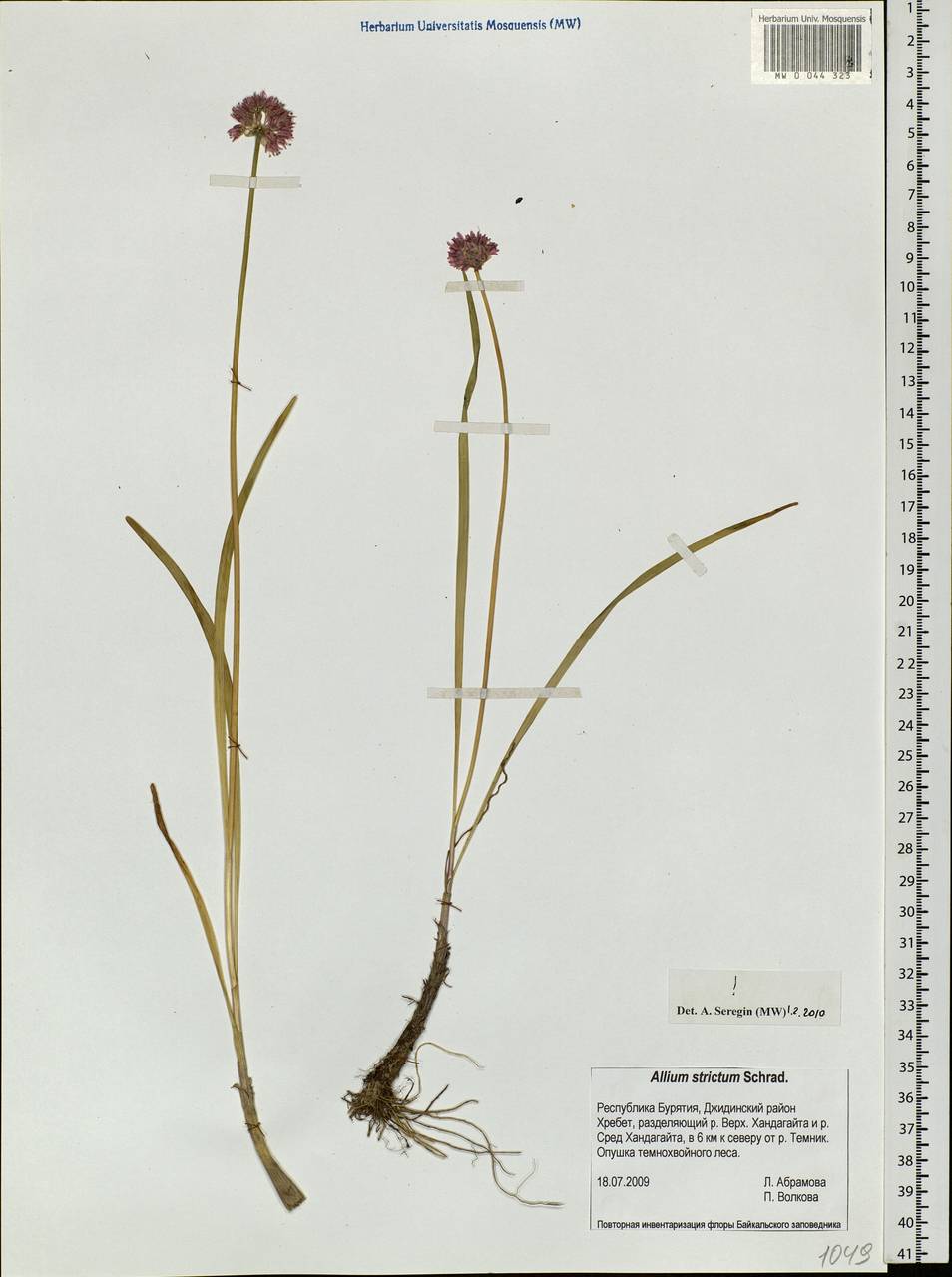 Allium strictum Schrad., Siberia, Baikal & Transbaikal region (S4) (Russia)