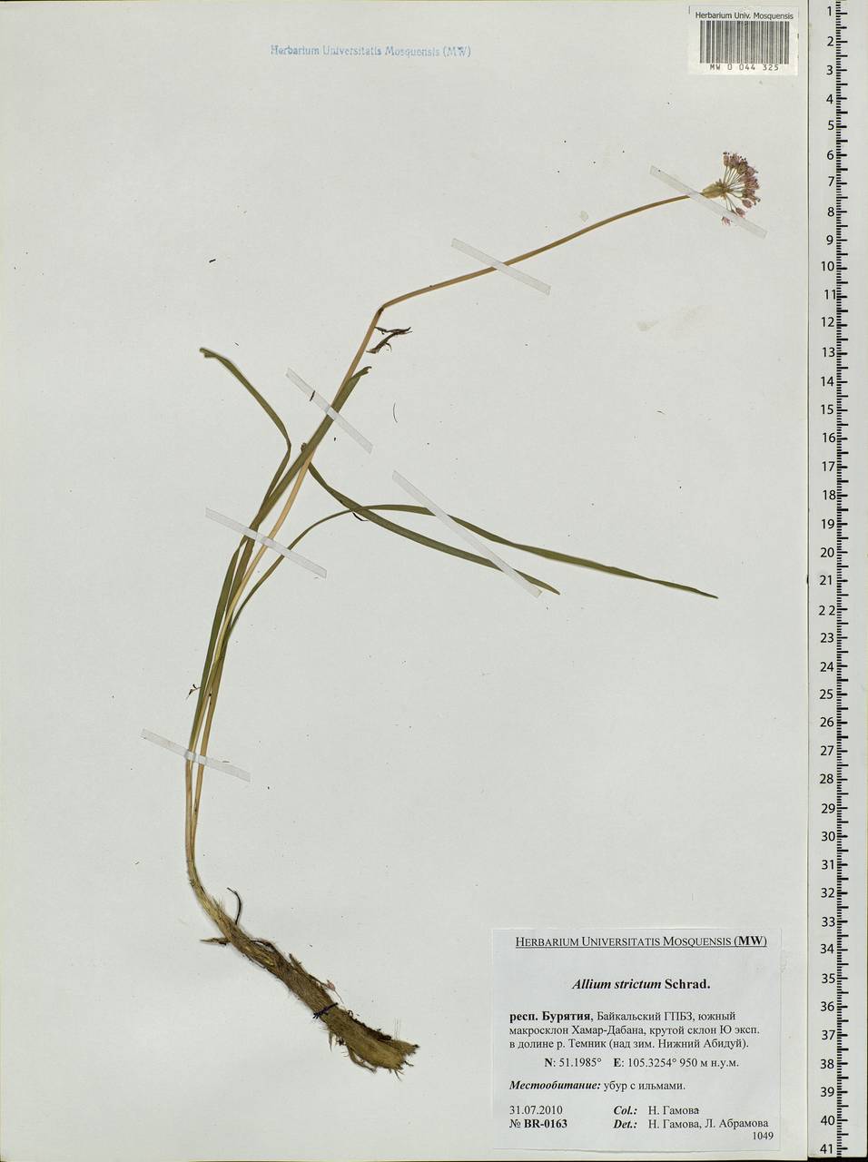 Allium strictum Schrad., Siberia, Baikal & Transbaikal region (S4) (Russia)