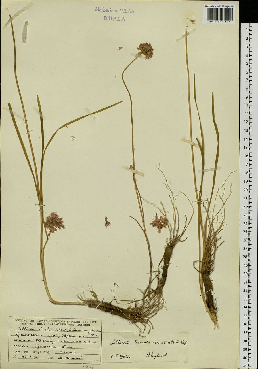 Allium strictum Schrad., Siberia, Central Siberia (S3) (Russia)