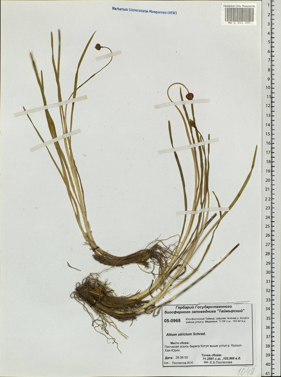 Allium strictum Schrad., Siberia, Central Siberia (S3) (Russia)