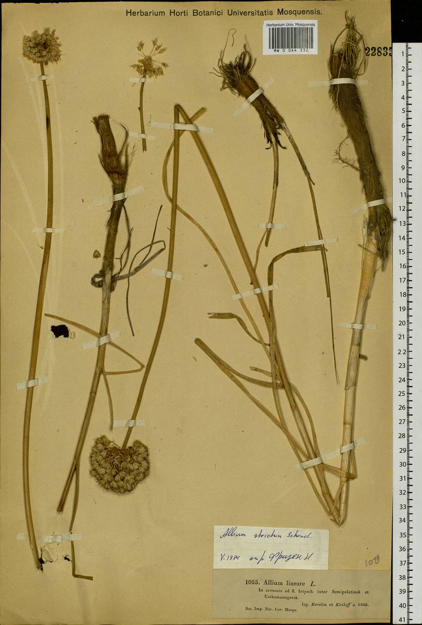 Allium strictum Schrad., Siberia, Western (Kazakhstan) Altai Mountains (S2a) (Kazakhstan)