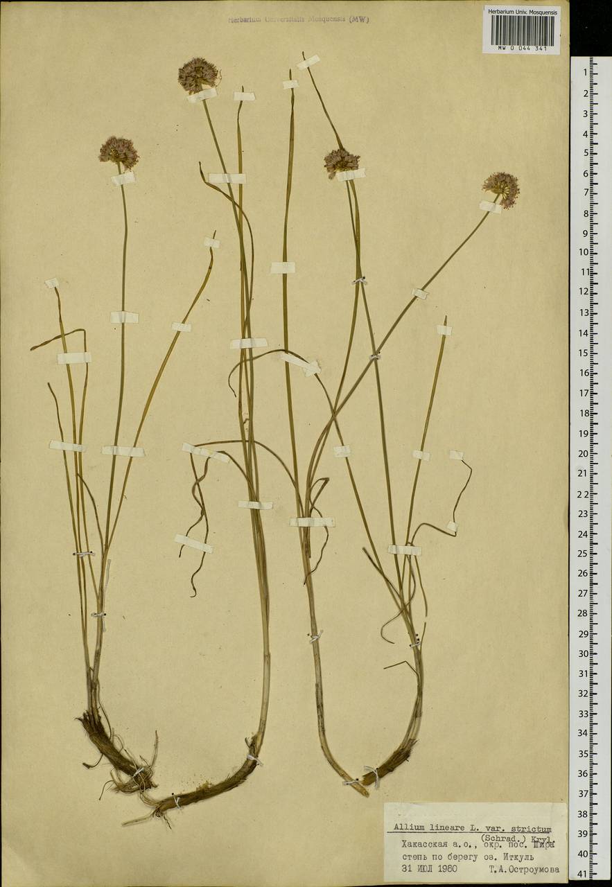Allium strictum Schrad., Siberia, Altai & Sayany Mountains (S2) (Russia)